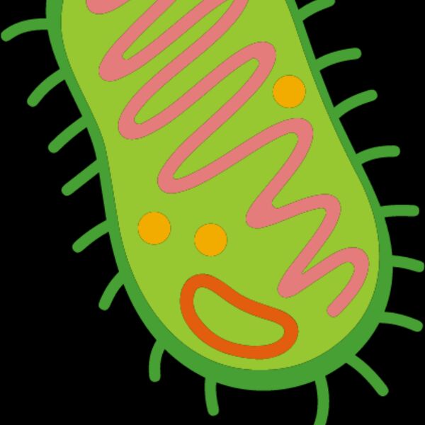 Bacteria Cell Thumbnail